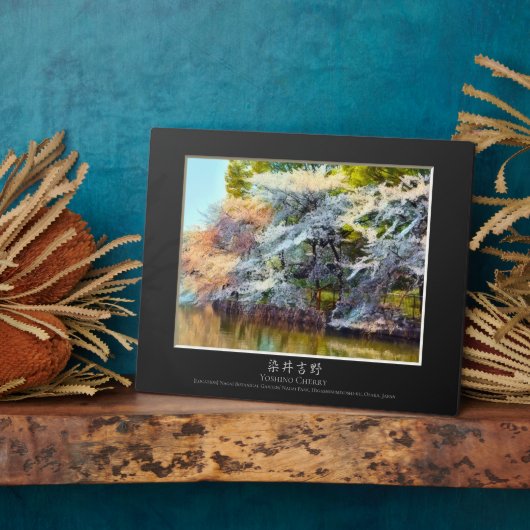 Yoshino Cherry Fotoplaat (Zijkant)