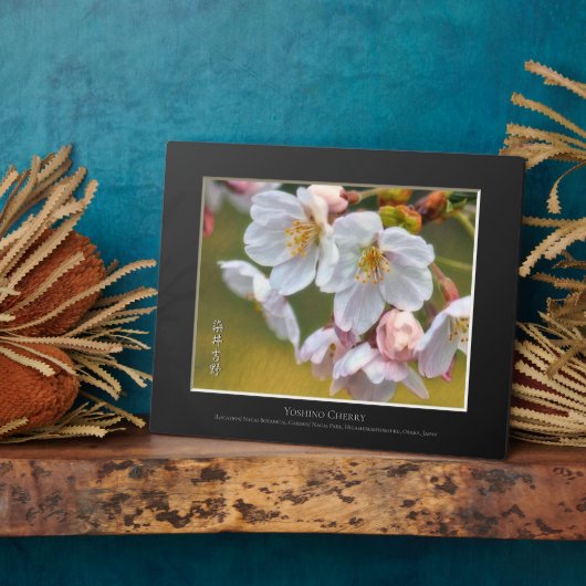 Yoshino Cherry Fotoplaat (Zijkant)
