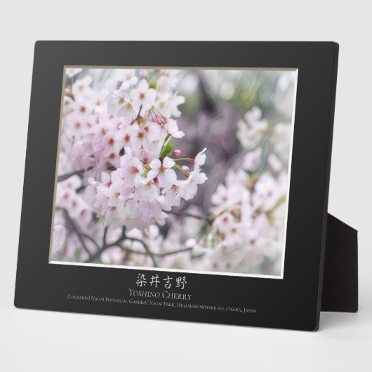 Yoshino Cherry Fotoplaat (Zijkant)