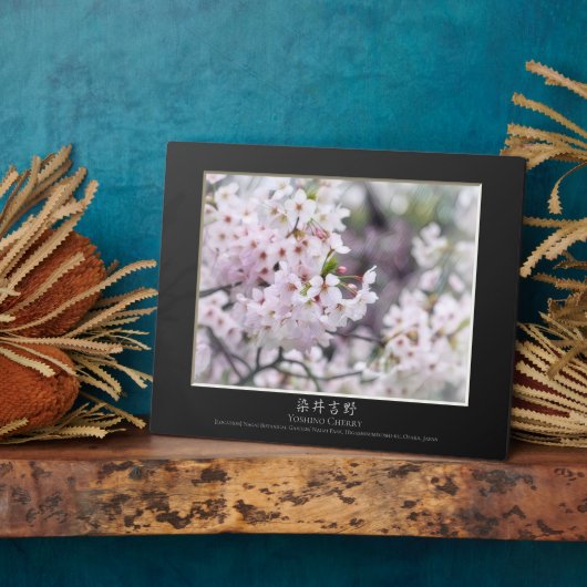 Yoshino Cherry Fotoplaat (Zijkant)