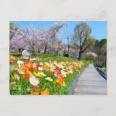 Yoshino Cherry & Iceland Poppy Briefkaart (Voorkant)