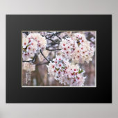 Yoshino Cherry Poster (Voorkant)