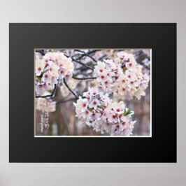 Yoshino Cherry Poster