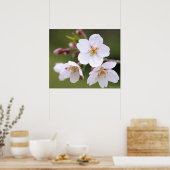 Yoshino Cherry:Poster Poster (Keuken)