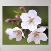 Yoshino Cherry:Poster Poster (Voorkant)