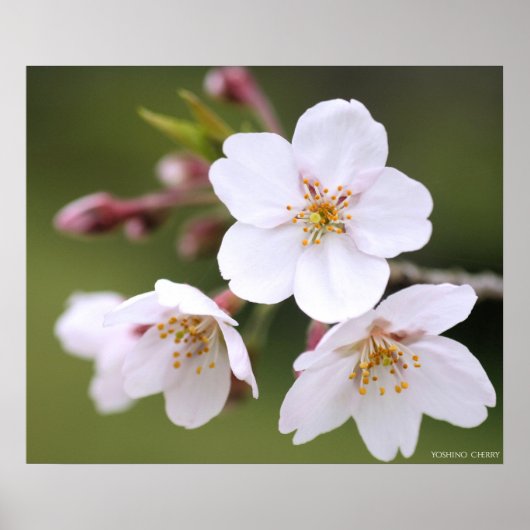 Yoshino Cherry:Poster Poster (Voorkant)