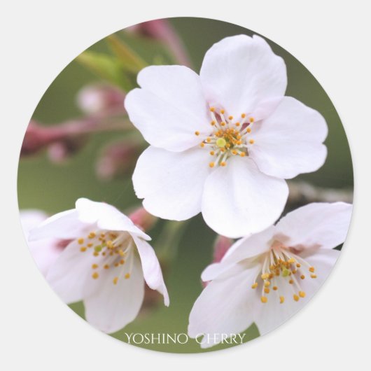 Yoshino Cherry:Seal Ronde Sticker (Voorkant)