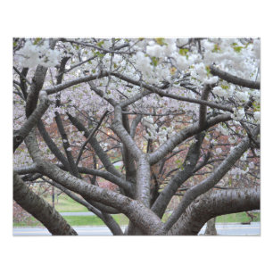 Yoshino Cherry Tree 16 x20-inch foto afdrukken