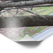 Yoshino Cherry Tree 16 x20-inch foto afdrukken (Hoek)