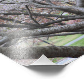 Yoshino Cherry Tree 8-x10-inch foto afdrukken (Hoek)