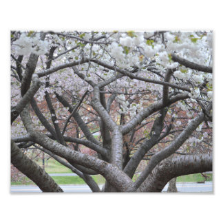 Yoshino Cherry Tree 8-x10-inch foto afdrukken