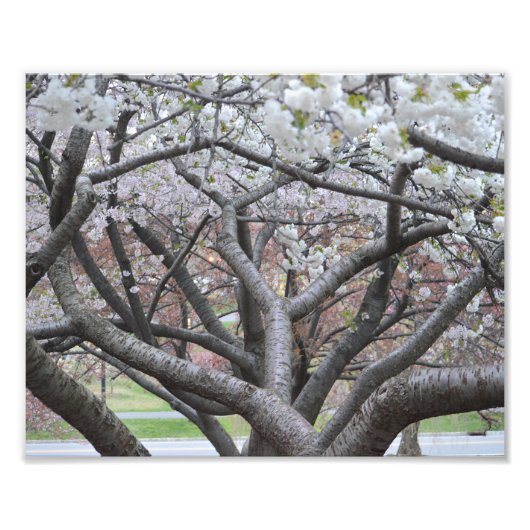 Yoshino Cherry Tree 8-x10-inch foto afdrukken (Voorkant)