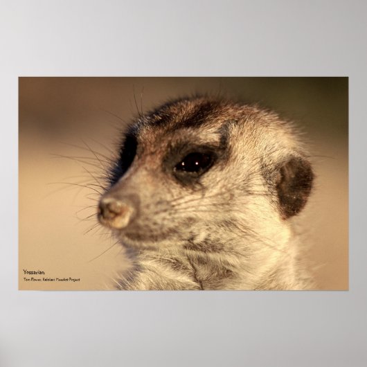 Yossarian Poster - Royal Whiskers Collectie (Voorkant)