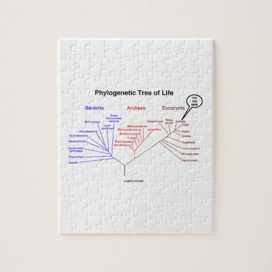 You Are Here Phylogenetic Tree Of Life (Biology) Legpuzzel (Verticaal)