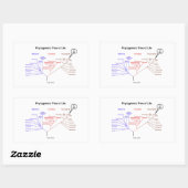 You Are Here Phylogenetic Tree Of Life (Biology) Rechthoekige Sticker (Vel)