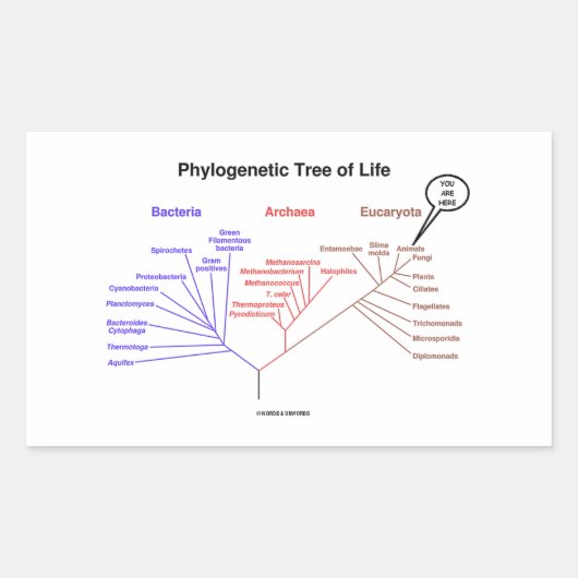 You Are Here Phylogenetic Tree Of Life (Biology) Rechthoekige Sticker (Voorkant)