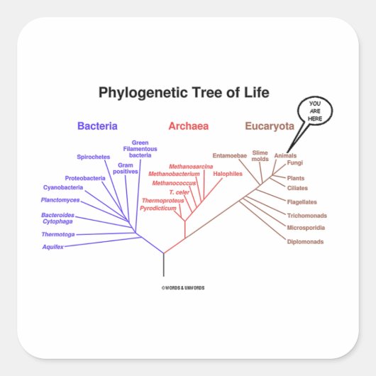 You Are Here Phylogenetic Tree Of Life (Biology) Vierkante Sticker (Voorkant)