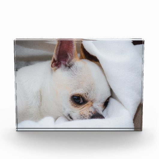 You pet dog puppy custom foto chihuahua (Voorkant)
