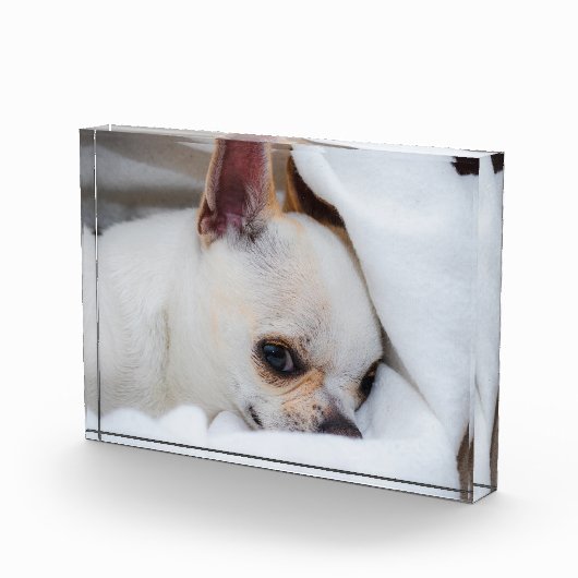You pet dog puppy custom foto chihuahua (Rechts)