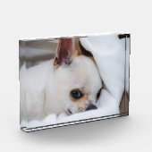 You pet dog puppy custom foto chihuahua (Links)