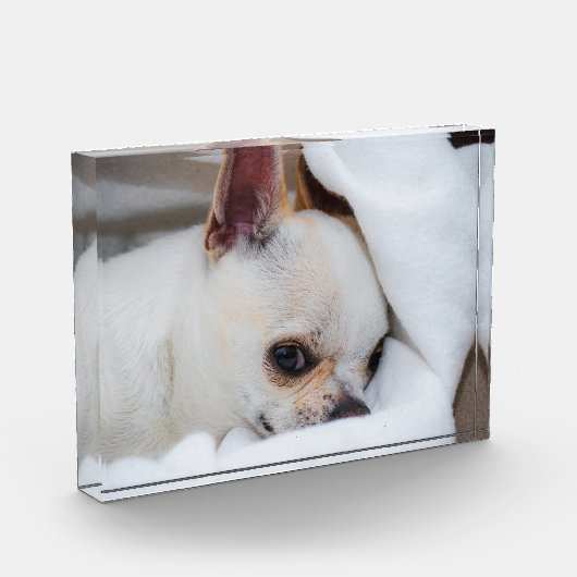 You pet dog puppy custom foto chihuahua (Links)