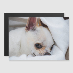 You pet dog puppy custom foto chihuahua