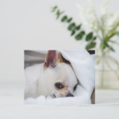 You pet dog puppy custom foto chihuahua briefkaart (Staand voorkant)