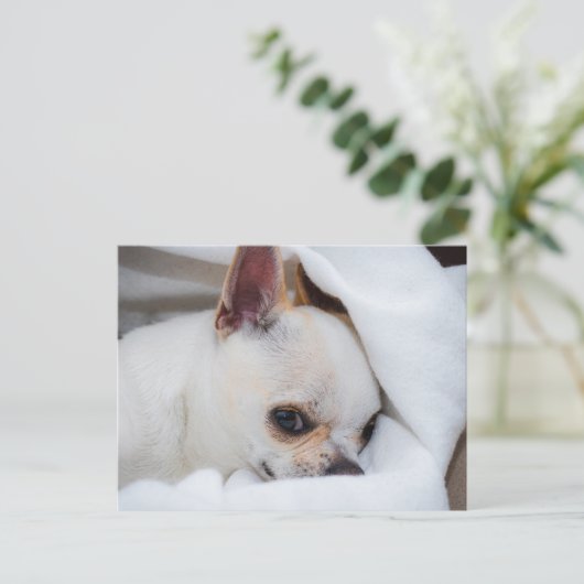 You pet dog puppy custom foto chihuahua briefkaart (Staand voorkant)