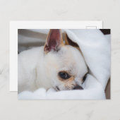 You pet dog puppy custom foto chihuahua briefkaart (Voorkant / Achterkant)