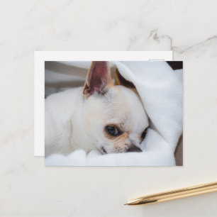 You pet dog puppy custom foto chihuahua briefkaart