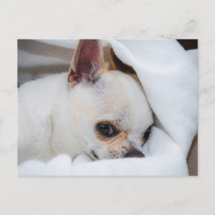 You pet dog puppy custom foto chihuahua briefkaart