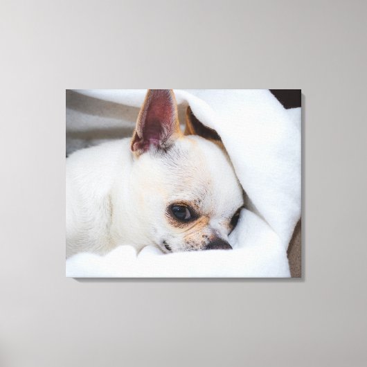 You pet dog puppy custom foto chihuahua canvas afdruk (Voorkant)