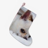 You pet dog puppy custom foto chihuahua kleine kerstsok (Voorkant (Hangend))