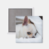 You pet dog puppy custom foto chihuahua magneet (Voorkant / Achterkant)