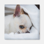 You pet dog puppy custom foto chihuahua magneet (Voorkant)