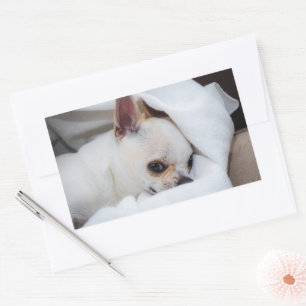 You pet dog puppy custom foto chihuahua rechthoekige sticker