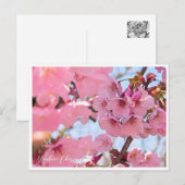 Youkou Cherry Briefkaart (Voorkant / Achterkant)