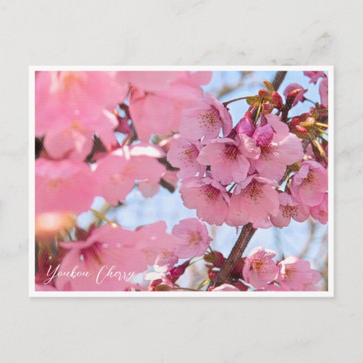 Youkou Cherry Briefkaart (Voorkant)