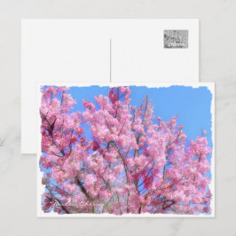 Youkou Cherry Briefkaart