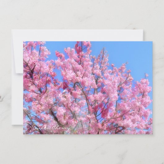 Youkou Cherry: Flat Card (Voorkant)