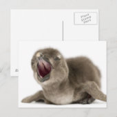 Young African Penguin - Spheniscus demersus. Briefkaart (Voorkant / Achterkant)