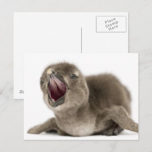 Young African Penguin - Spheniscus demersus. Briefkaart (Voorkant / Achterkant)