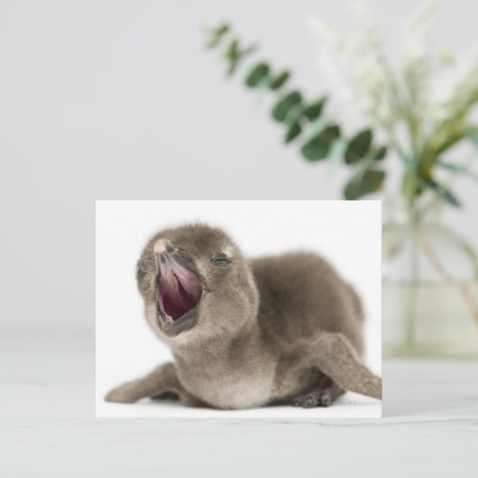 Young African Penguin - Spheniscus demersus. Briefkaart (Staand voorkant)