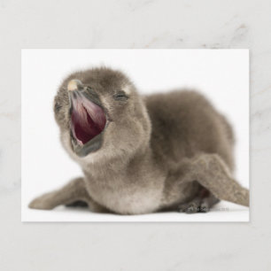 Young African Penguin - Spheniscus demersus. Briefkaart