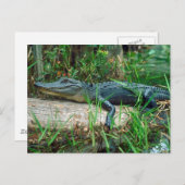Young Alligator Briefkaart (Voorkant / Achterkant)