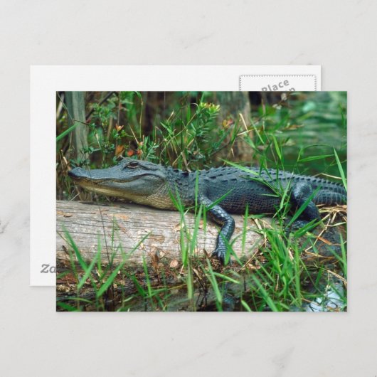 Young Alligator Briefkaart (Voorkant / Achterkant)