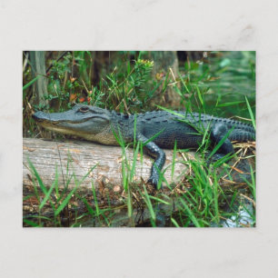 Young Alligator Briefkaart