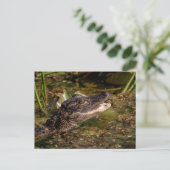 Young Alligator Briefkaart (Staand voorkant)