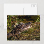 Young Alligator Briefkaart (Voorkant / Achterkant)