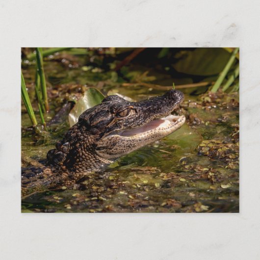 Young Alligator Briefkaart (Voorkant)